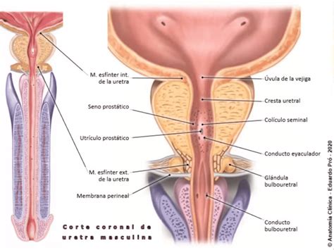 Sesi N V As Urinarias Er Sem Higiene Y Salud Comunitaria