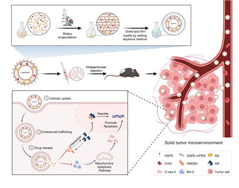 Ra Loaded Pegylated Liposome Drug Delivery System Ijn