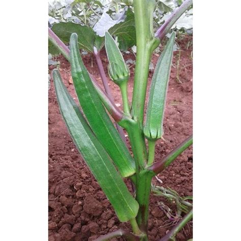 Hybrid Green Okra Seeds Arka Anamika OP Packaging Type Bulk Tin Pouch