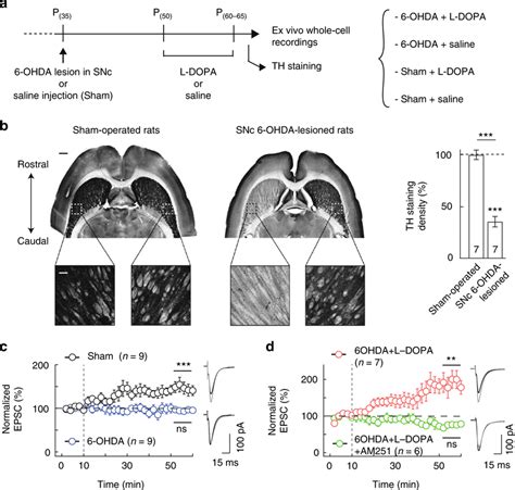 Ecb Tltp Is Impaired In A Rat Model Of Parkinsons And Rescued By