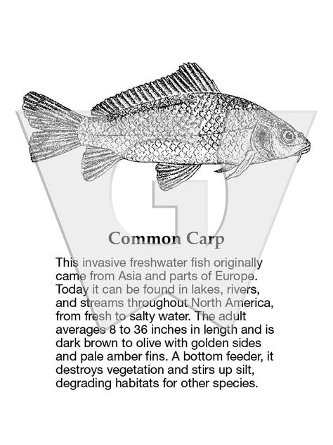 Common Carp Sign Wilderness Graphics Inc