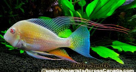 Threadfin Geophagus Albino Acarichthys Heckelii Var 25