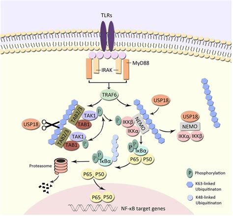 Working Model Of The Negative Regulation Of The Nf B Pathway By Usp