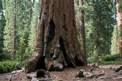 30 Semillas De Secuoya Gigante Sequoiadendron Giganteum