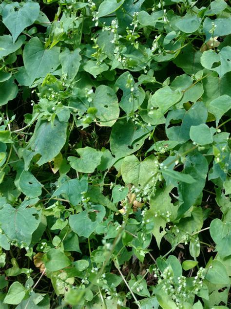 Maryland Biodiversity View Thumbnails Climbing False Buckwheat