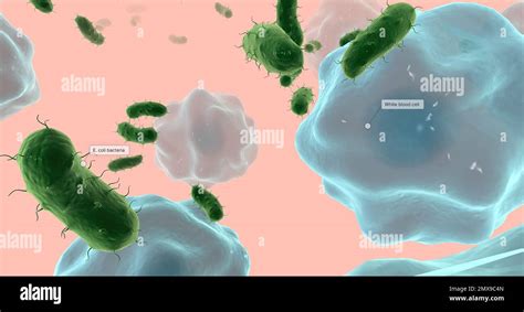 Las Infecciones Del Tracto Urinario Son Infecciones Bacterianas Que