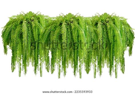 Boston Fern Nephrolepis Exaltata Bostoniensis Growing Stock Photo