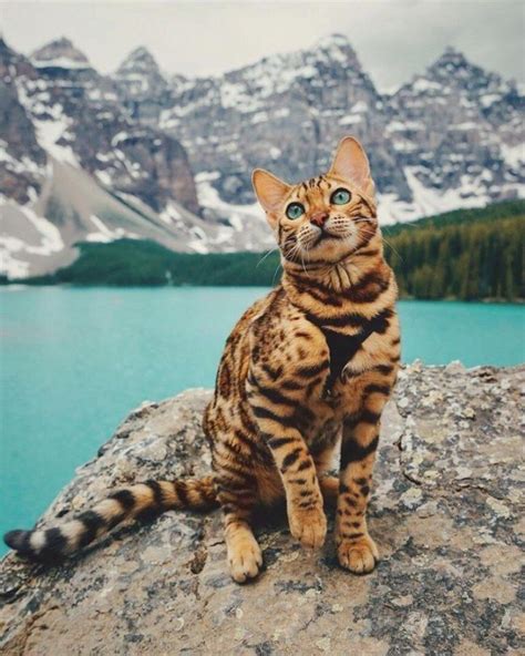 Красивые картинки кошек (50 фото) • Прикольные картинки и позитив