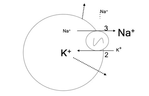 Ionic Equilibria And Resting Membrane Potential Lect Human