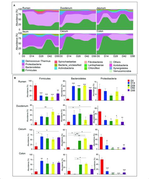 | Microbiota composition at the phylum level. (A) Bacterial community ... 