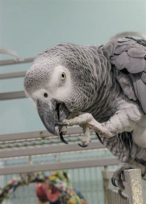 The Parrot Sanctuary - Alex