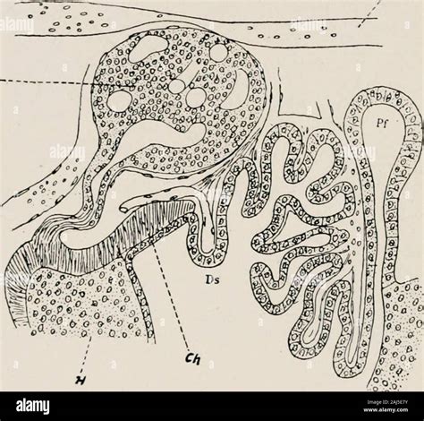 The Morphology And Evolutional Significance Of The Pineal Body Being Part I Of A Contribution