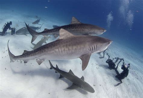 Tiger Shark