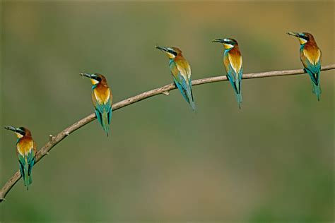 Bee Eaters Nat Geo Photo Of The Day