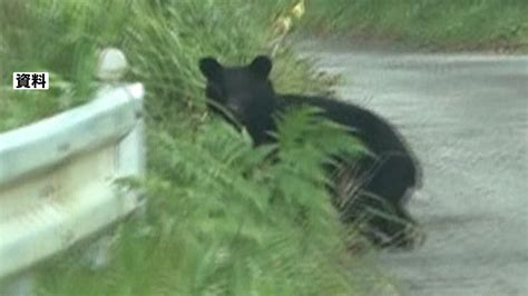 クマに襲われけが キノコ採りの女性（70代） 青森・鰺ヶ沢町 Tbs News Dig