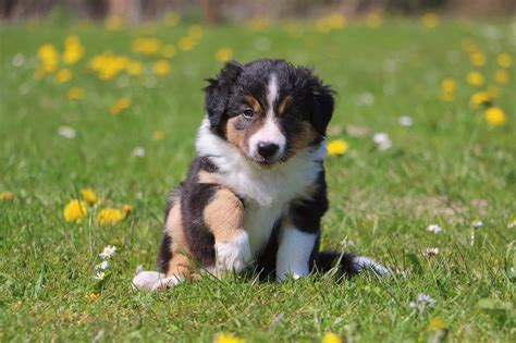 Tri Color Border Collie Facts Genetics Faqs With Pictures