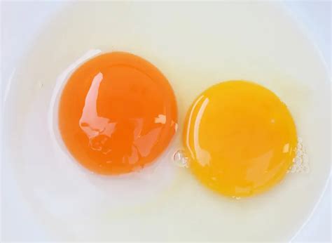 The Surprising Reason The Color Of Egg Yolks Matter