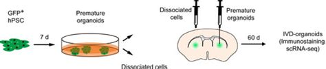 In Vivo Development And Singlecell Transcriptome Profiling Of Human