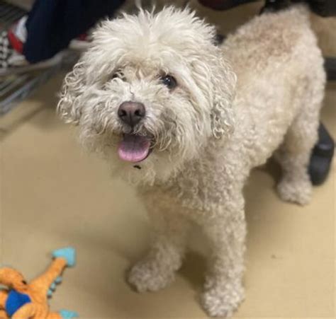 Chula Vista Ca Poodle Miniature Meet Franco A Pet For Adoption