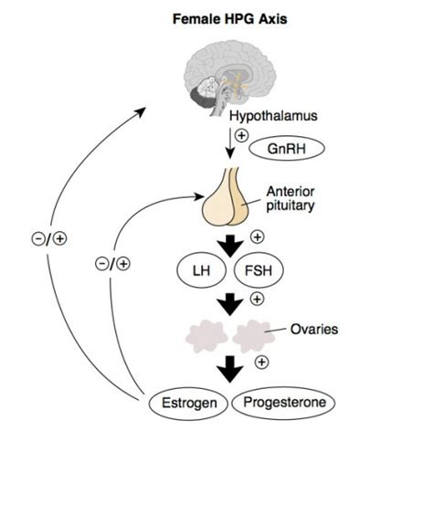 File Hpg Female Axis  Embryology