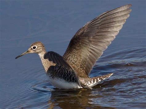 Solitary Sandpiper | San Diego Bird Spot