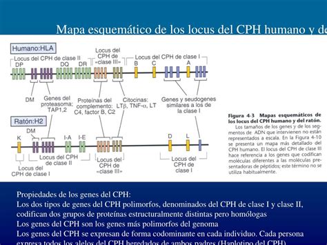 Ppt Dpto De Inmunología Universidad De Navarra Powerpoint