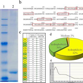 Identification Of Proteins Using SDS PAGE And MALDI TOFMSMS And Amino