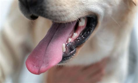 Qu Es Capnocytopha Una Bacteria En La Saliva De Perros Y Gatos