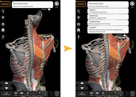 Anatomy 3d Atlas Anatomy 3d Atlas Human Anatomy Apps