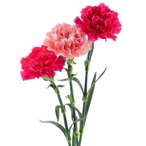 Carnation Festive Flower Flowers Green Leaf Celebrate Fresh Flowers