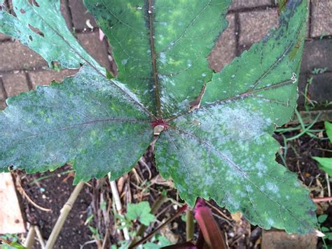 Okra Diseases And Pests Description Uses Propagation