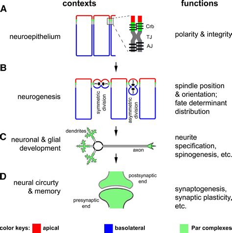 The Roles Of Par Par And Apkc Polarity Proteins In Normal