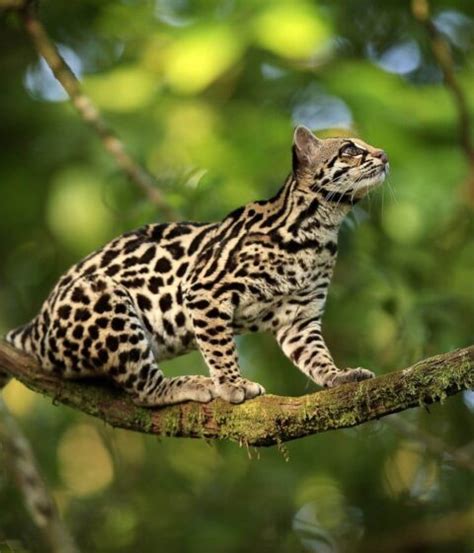 Tour a la Selva del Manu 4 Días 3 Noches Terra Quechua Peru