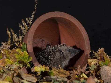State of Britain's Hedgehogs: population trends and conservation