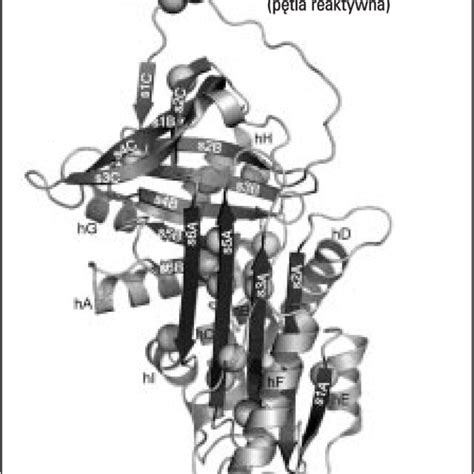 The Structure Of Native Alpha 1 Antitrypsin Modified With 6