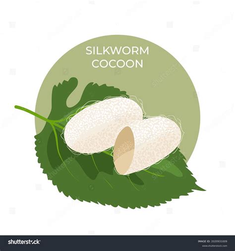11 Silkworm Cocoon On Mulberry Leaf Stock Illustrations Images