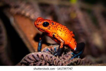 Oophaga Pumilio Images Stock Photos Vectors Shutterstock