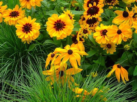 Rudbeckia Denis Doyon Flickr