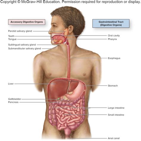 Anatomy 4 Flashcards Quizlet