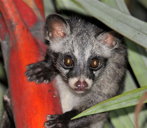 The Life Journey in Photography: Civet or Musang or Toddycats @ Bukit ...