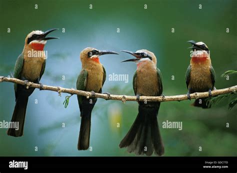 White Fronted Bee Eater Merops Bullockoides Adults On Branch Kenya