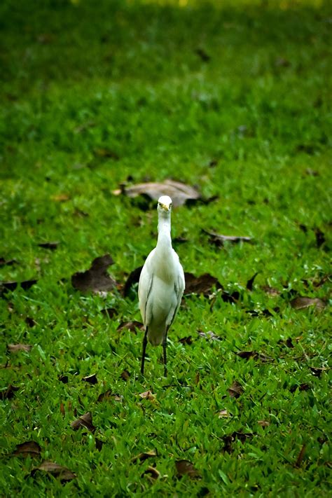 Burung Bangau Alam Foto Gratis Di Pixabay Pixabay