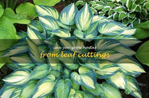 How To Propagate Hostas From Leaf Cuttings Shuncy