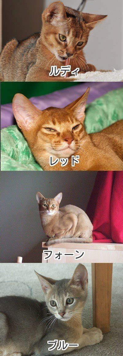 【画像で分かる】猫の毛色×模様（柄）全種類まとめ！ ねこわら