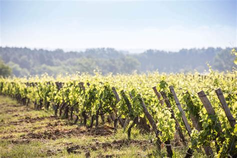 Ch Teau La Garde L Honneur Aux Best Of Wine Tourism Dourthe