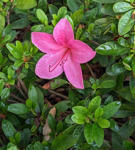 Solve Azalea Blossom Jigsaw Puzzle Online With 42 Pieces