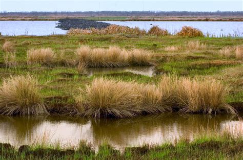 Protecting Our Estuaries New Bill Calls For A Closer Look At