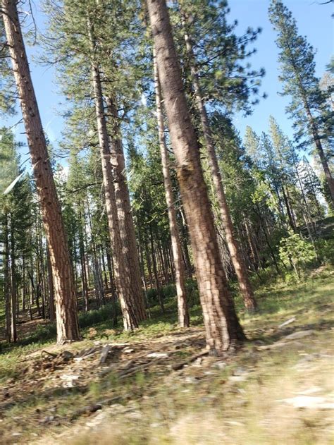 Pin By Gina Maggiano On Yosemite Yosemite Tree Plants