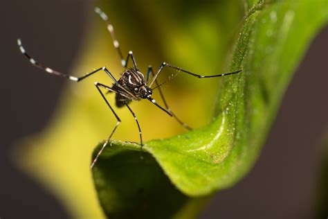 Centro Oeste é a região a maior taxa de incidência de dengue no