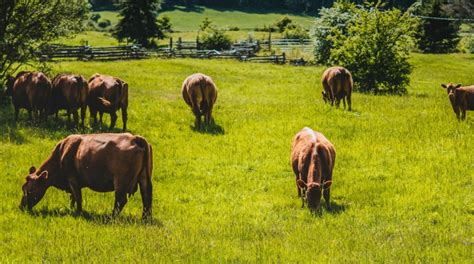 Tenn Cattlemen S Association Annual Meeting Tradeshow Morning Ag Clips